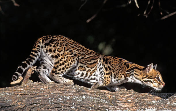 istock Ocelot, leopardus pardalis, Adult standing on Branch 1250646514