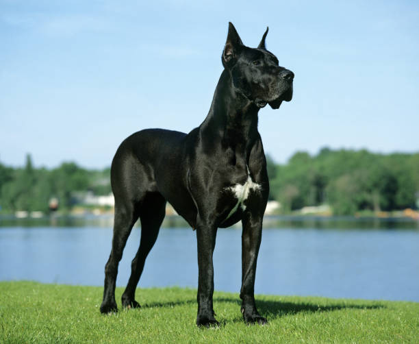 great dane or german mastiff dog (old standard breed with cut ears) - great dane imagens e fotografias de stock