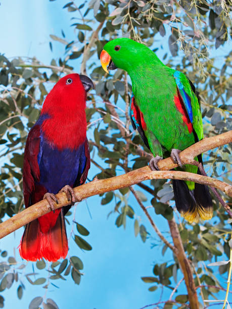 Eclectus Parrot, eclectus roratus, Male with Female standing on Branch