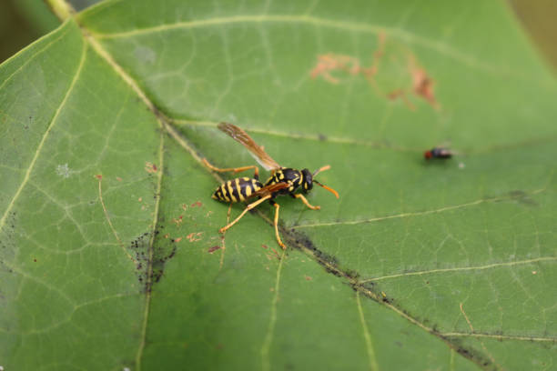 istock European paper wasp on a green leaf 1250646721