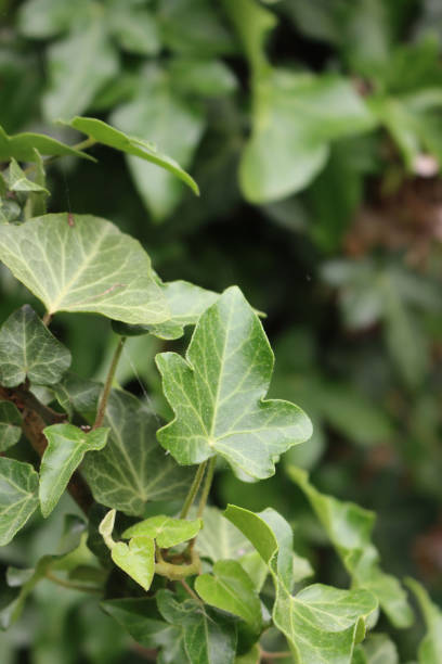 istock Green fresh Common Ivy leaves 1250646847