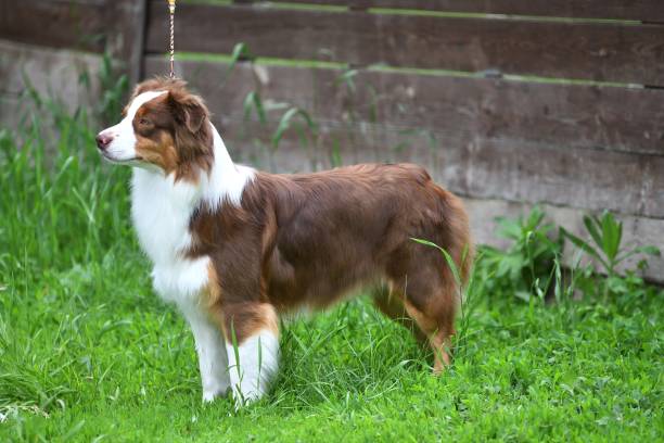 istock Dog breed Border Collie 1250646950
