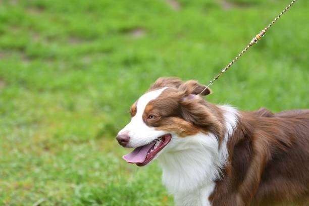 istock Dog breed Border Collie 1250647022