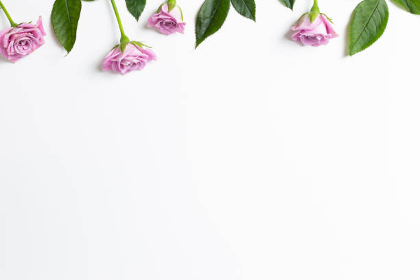 istock Pink rose flowers on white background. Floral composition, flat lay, top view, copy space 1250647224