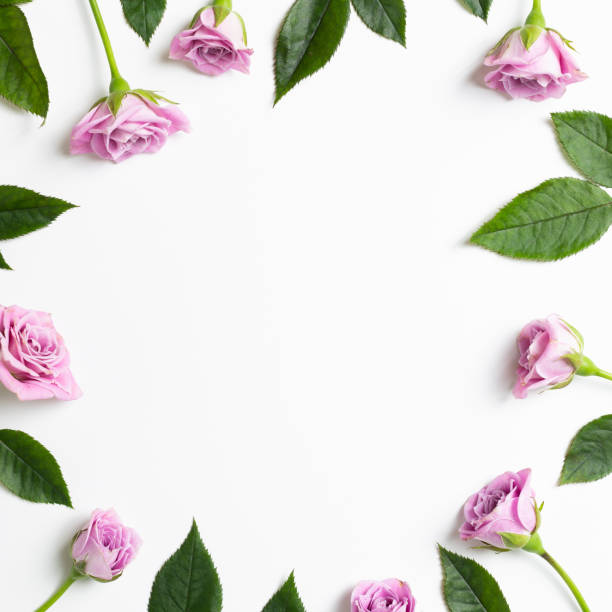 istock Pink rose flowers on white background. Floral composition, flat lay, top view, copy space 1250647245