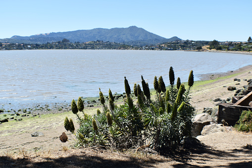 Beautiful View In Tiburon Looking Out At Richardson Bay With Mount Tamalpais In Marin County California High Quality