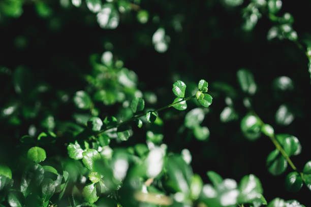 istock Closeup nature view of dark green leaf 1250647316