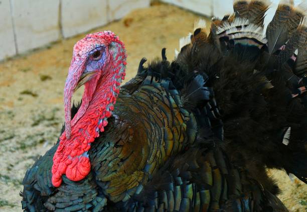 istock Turkey at the farm 1250649165