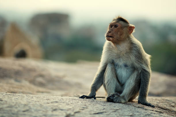 istock Portrait of a monkey with a serious expression 1250649428