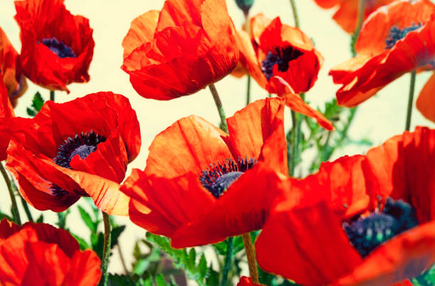мак цветы ретро стиль - flower red poppy sky стоковые фото и изображения