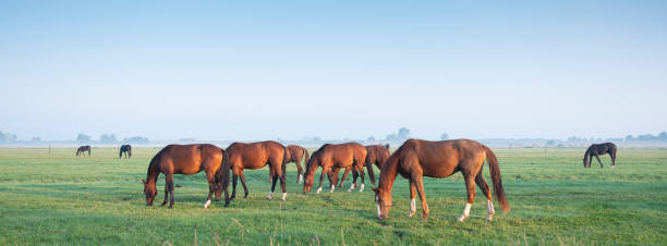 beaucoup de chevaux bruns broutent dans le pré vert sous le ciel bleu dans la lumière chaude de matin près d’utrecht - horse animal head animal sky photos et images de collection