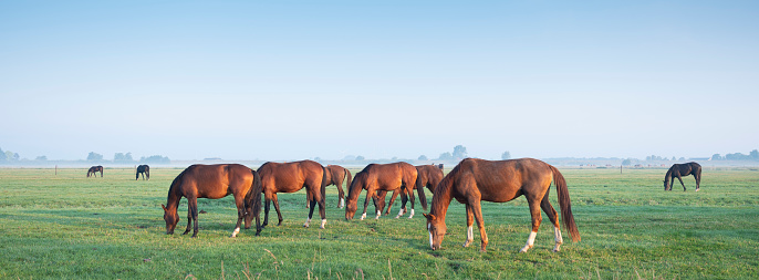 brown horses graze in green meadow under blue sky in warm morning light near utrecht
