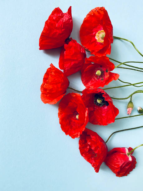 istock Red Poppy flowers 1250651040