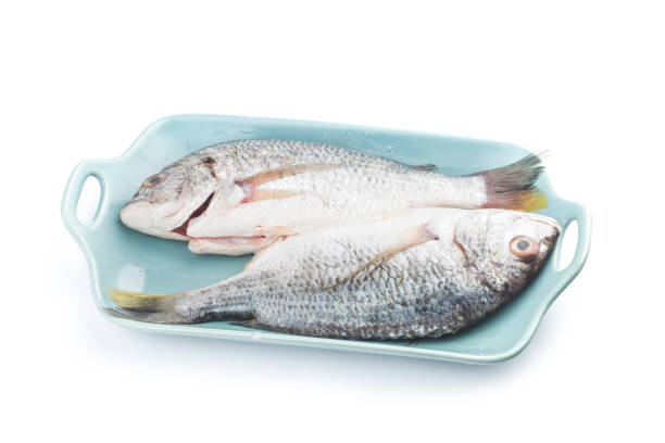 istock Fresh raw Gilt-head sea bream isolated on a white background. 1250651147
