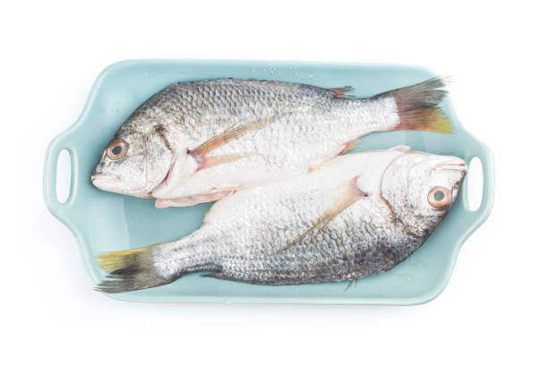istock Fresh raw Gilt-head sea bream isolated on a white background. 1250651195