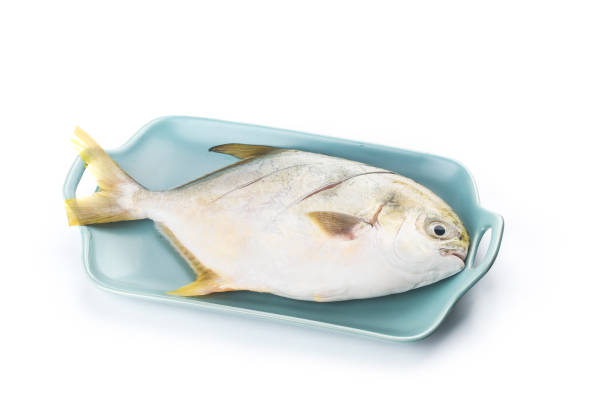 istock Golden pomrfet fish isolated on white background 1250651252