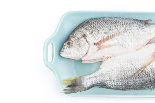 istock Fresh raw Gilt-head sea bream isolated on a white background. 1250651298