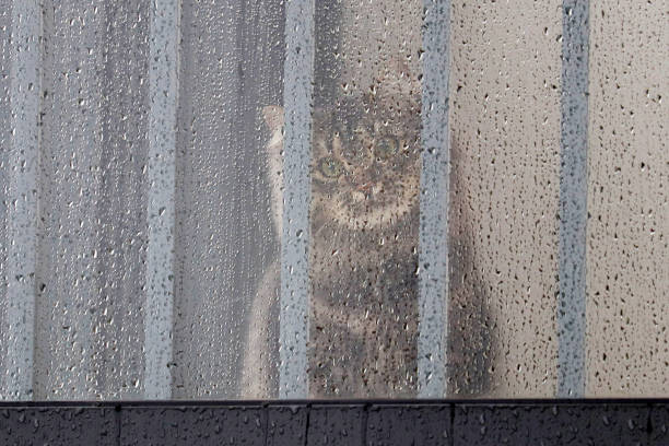 le jeune chat triste regarde par la fenêtre de balcon, couvert des gouttes de pluie - domestic cat playful cute close up photos et images de collection