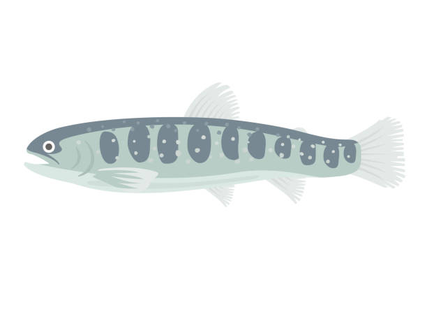 ilustraciones, imágenes clip art, dibujos animados e iconos de stock de salvelinus - speckled trout illustrations