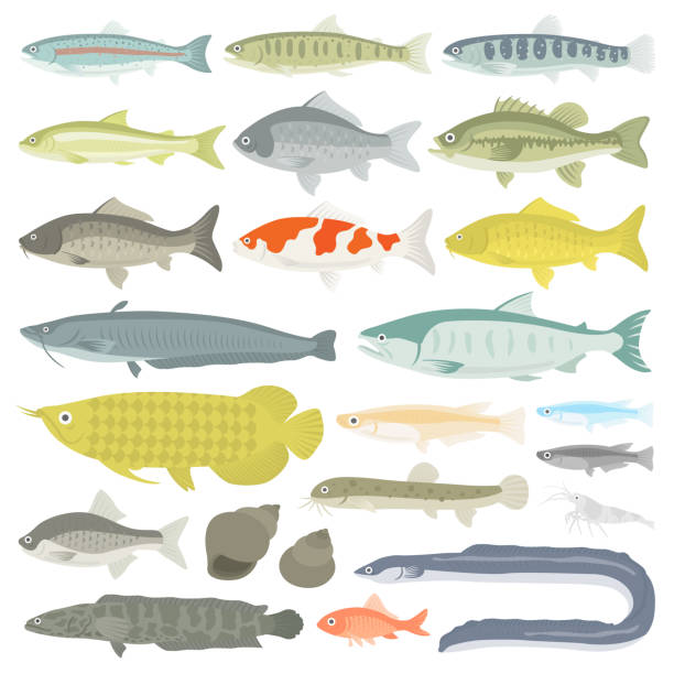 Illustration set of freshwater fish. Illustration set of freshwater fish. freshwater illustrations stock illustrations