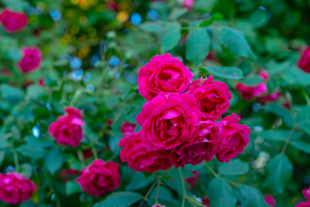 istock Rose bush growing in the garden 1250653535