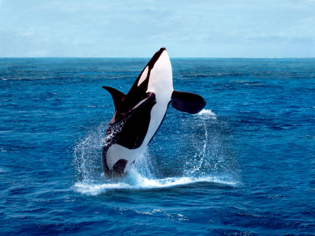 Killer Whale, orcinus orca, Adult breaching Killer Whale, orcinus orca, Adult breaching whale jumping stock pictures, royalty-free photos & images