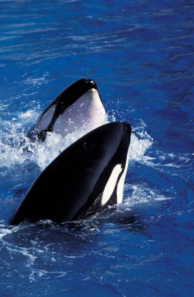 istock Killer Whale, orcinus orca, Head of Adults at Surface 1250653557