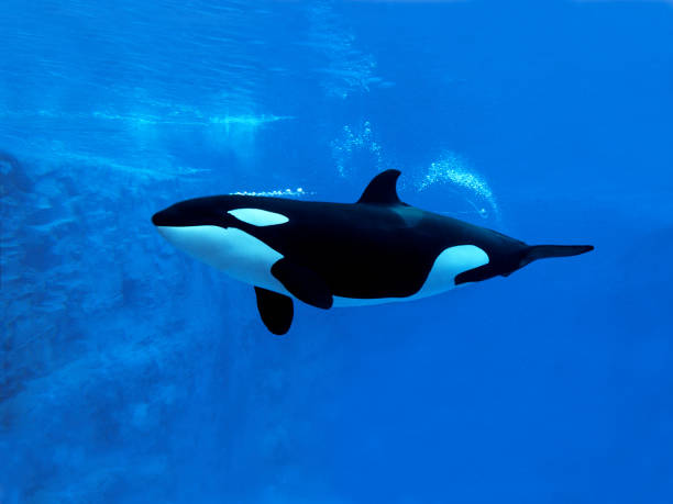 istock Killer Whale, orcinus orca, Adult, Underwater view 1250653559