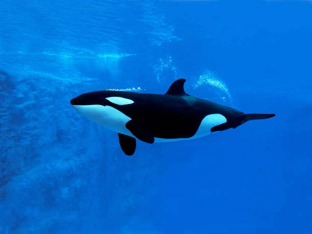 Killer Whale, orcinus orca, Adult, Underwater view Killer Whale, orcinus orca, Adult, Underwater view orca underwater stock pictures, royalty-free photos & images