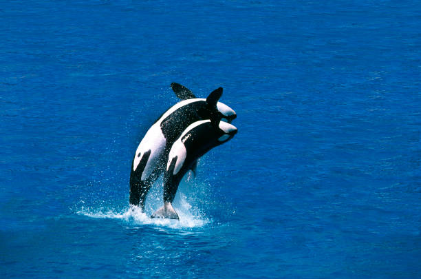 istock Killer Whale, orcinus orca, Female with Calf breaching 1250653576