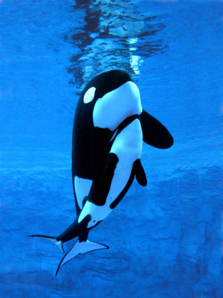 istock Killer Whale, orcinus orca, Female with Calf 1250653595