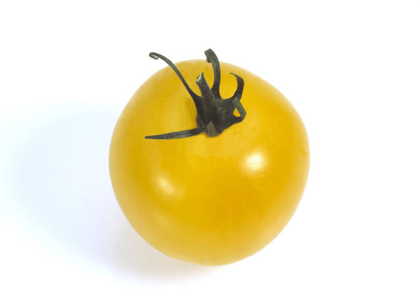 Yellow Tomato, solanum lycopersicum, Vegetable against White Background