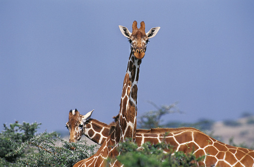 Reticulated Giraffe, giraffa camelopardalis reticulata, Adult at Samburu Park in Kenya