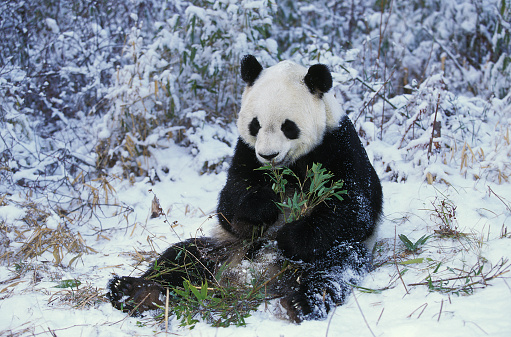 The panda in Sichuan province