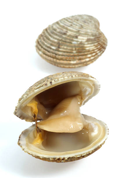 istock Clams, venus verrucosa, Shells against White Background 1250653739