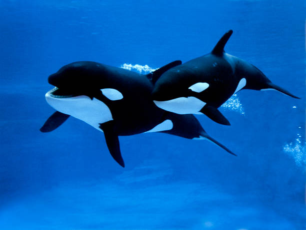 Killer Whale, orcinus orca, Female with Calf Killer Whale, orcinus orca, Female with Calf whale photos stock pictures, royalty-free photos & images