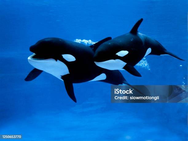 Killer Whale Orcinus Orca Female With Calf Stock Photo - Download Image Now - Orca, Underwater, Sea
