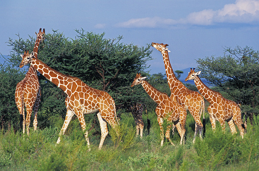 Reticulated Giraffe, giraffa camelopardalis reticulata, Group eating Acacia Tree, Samburu Park in Kenya