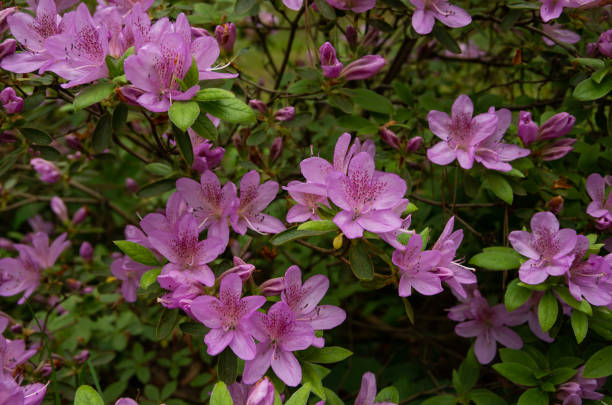 istock Pink small hydrangea for large beautiful flowers 1250655674