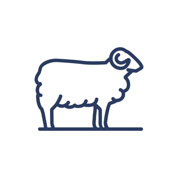 illustrations, cliparts, dessins animés et icônes de icône de ligne mince de mouton - sheep