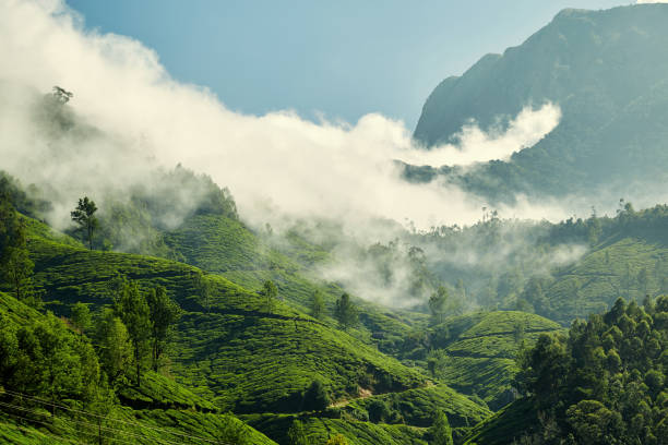 istock Tea plantation in Munnar, Kerala, India 1250657124