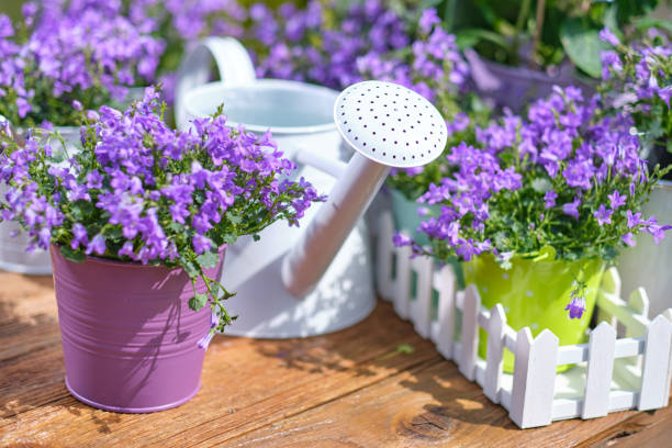 istock Outdoor gardening plants and tools on old wood table 1250657176