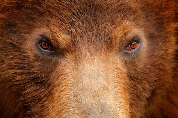 Brown bear, close-up detail eye portrait. Brown fur coat, danger animal. Wildlife nature. Fixed look, animal muzzle with eyes. Big mammal from Russia. Art view on nature. Bear face. Aggressive animal. oso pardo, retrato de ojos de detalle de primer plano. abrigo de piel marrón, animal de peligro. naturaleza de la vida silvestre. mirada fija, hocico de animales con ojos. gran mamífero de rusia. vista artística sobre la naturaleza. cara de oso. animal