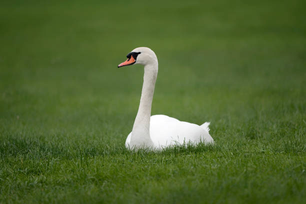 istock A white mute swan (Cygnus olor) is sitting on the green grass. 1250657309