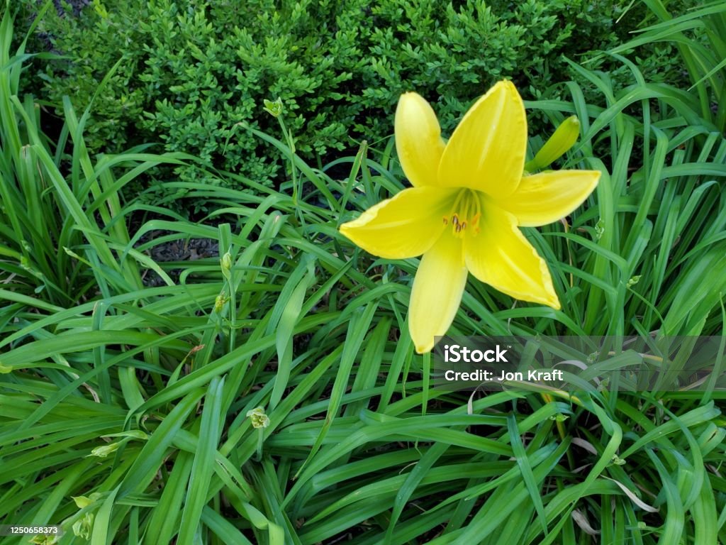 Primer Plano De Hermosa Flor Amarilla De Día Lirio En Primavera Foto de  stock y más banco de imágenes de Belleza - iStock