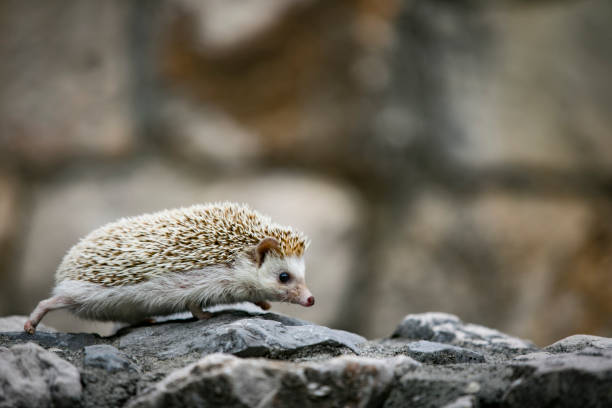 Pet Hedgehog Walking Outdoors on Stone Ledge stock photo