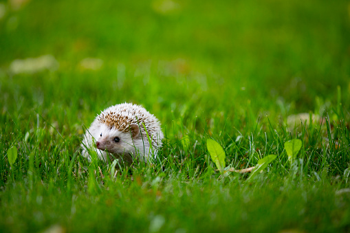 Pet Hedgehog Outdoors on Meadow.
