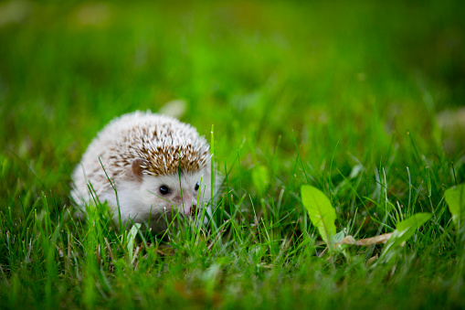 Pet Hedgehog Outdoors on Grass.