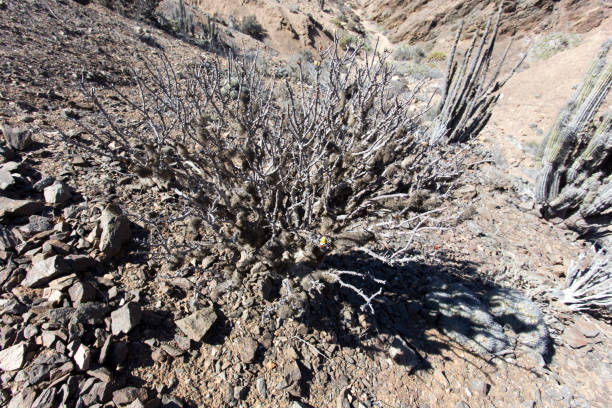 istock spontaneous plant in pan de azucar desert 1250658533