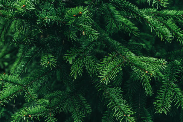 istock Background of Christmas tree branches. Natural wallpaper. Natural backdrop for your design. Flat lay. 1250659187